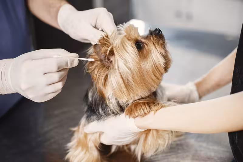 Why Instant Call Links and Online Booking Are Useful: An ear care appointment Ear care for Why Instant Call Links and Online Booking Are Useful - Mill Hill: Private Microsuction Ear Wax Removal In North...